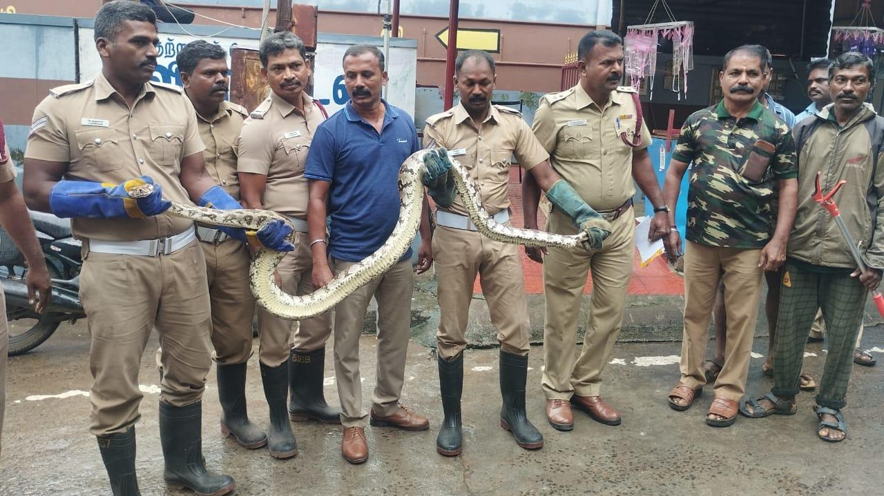 ANACONDA SNAKE RESCUE