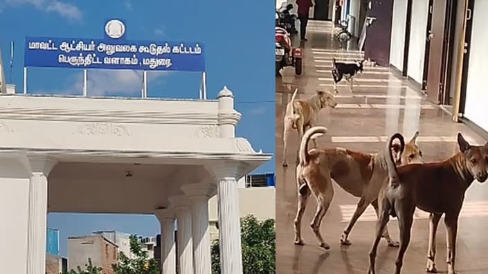 madurai-dog