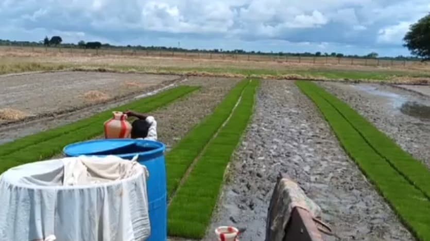 காத்தாழை, கடலூர்