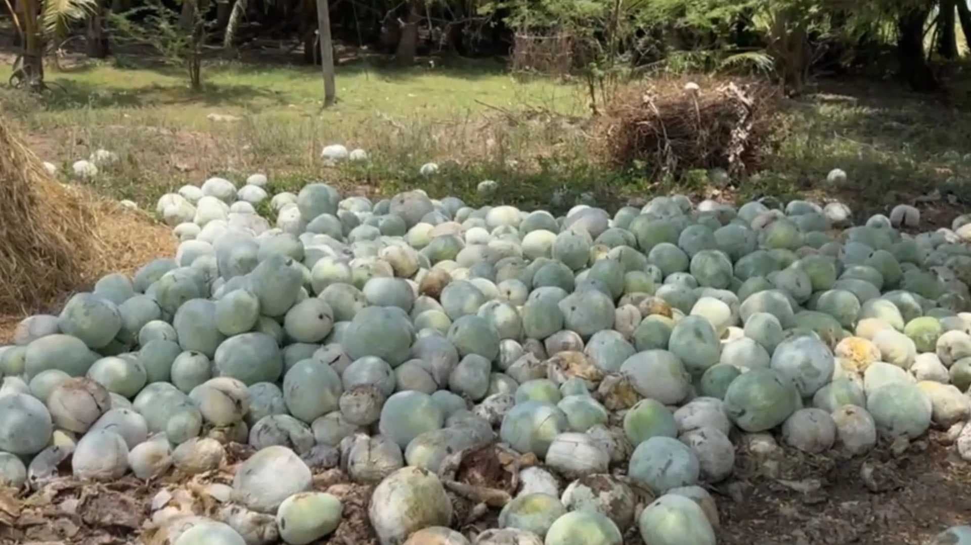 வெள்ளைபூசணி விலை வீழ்ச்சியால்