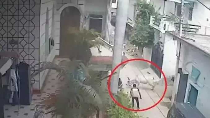 UP Bull kill by human