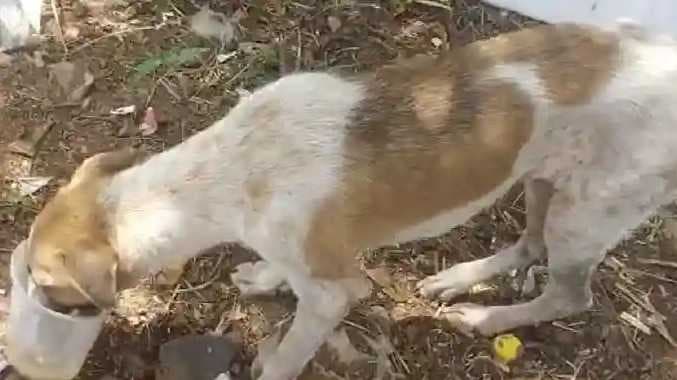 TNL Dog issue