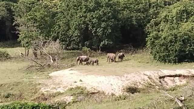 Anaimalai