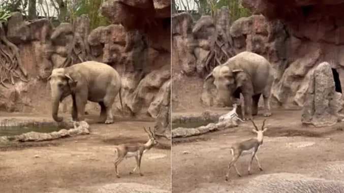 Elephant hekp deer