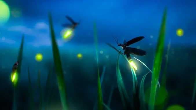 அழிவின் விளிம்பில் மின்மினிப் பூச்சிகள்... மின்மினிப் பூச்சிகளை  சீர்குலைக்கும் விளக்குகள்