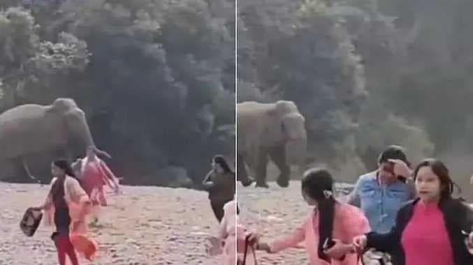 Elephant