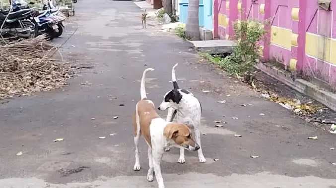 Street dogs