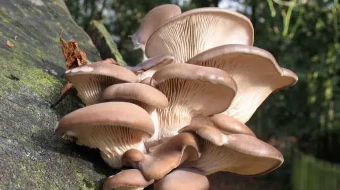 Plastic eat mushroom