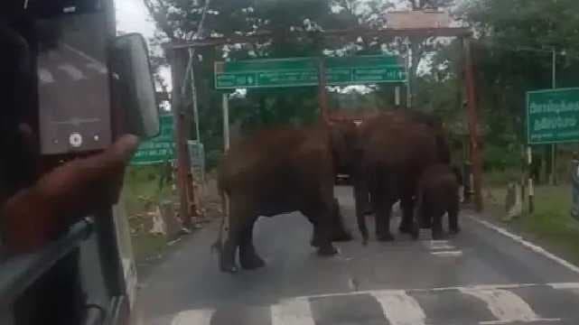 Elephants