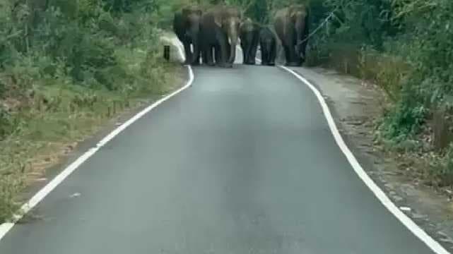 Nilgiris