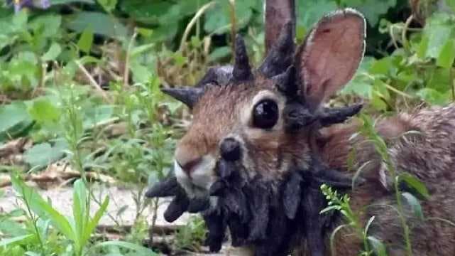 Rabbit photo