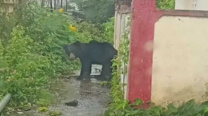 Nilgiris bear problem