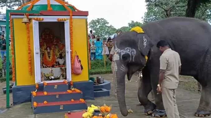 Nil elephant pooja