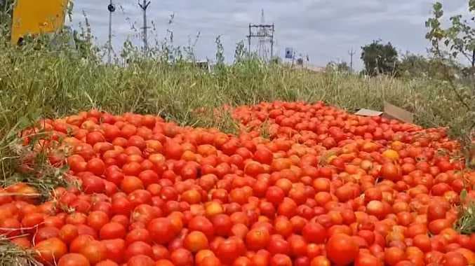 Tomato in road side