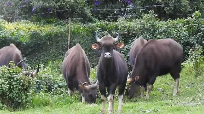 DGL Kodaikanal bison issue