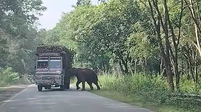 Elephant sugarcane vehicle follow