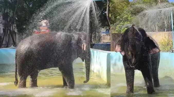 elephant