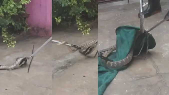 snake