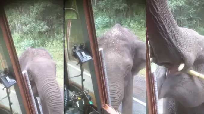 elephant sugargane