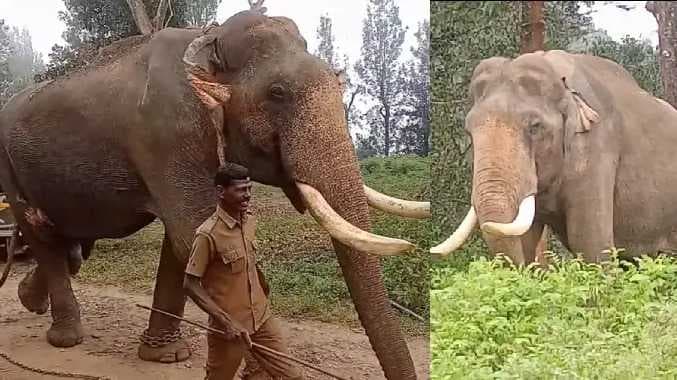 elephant Rk