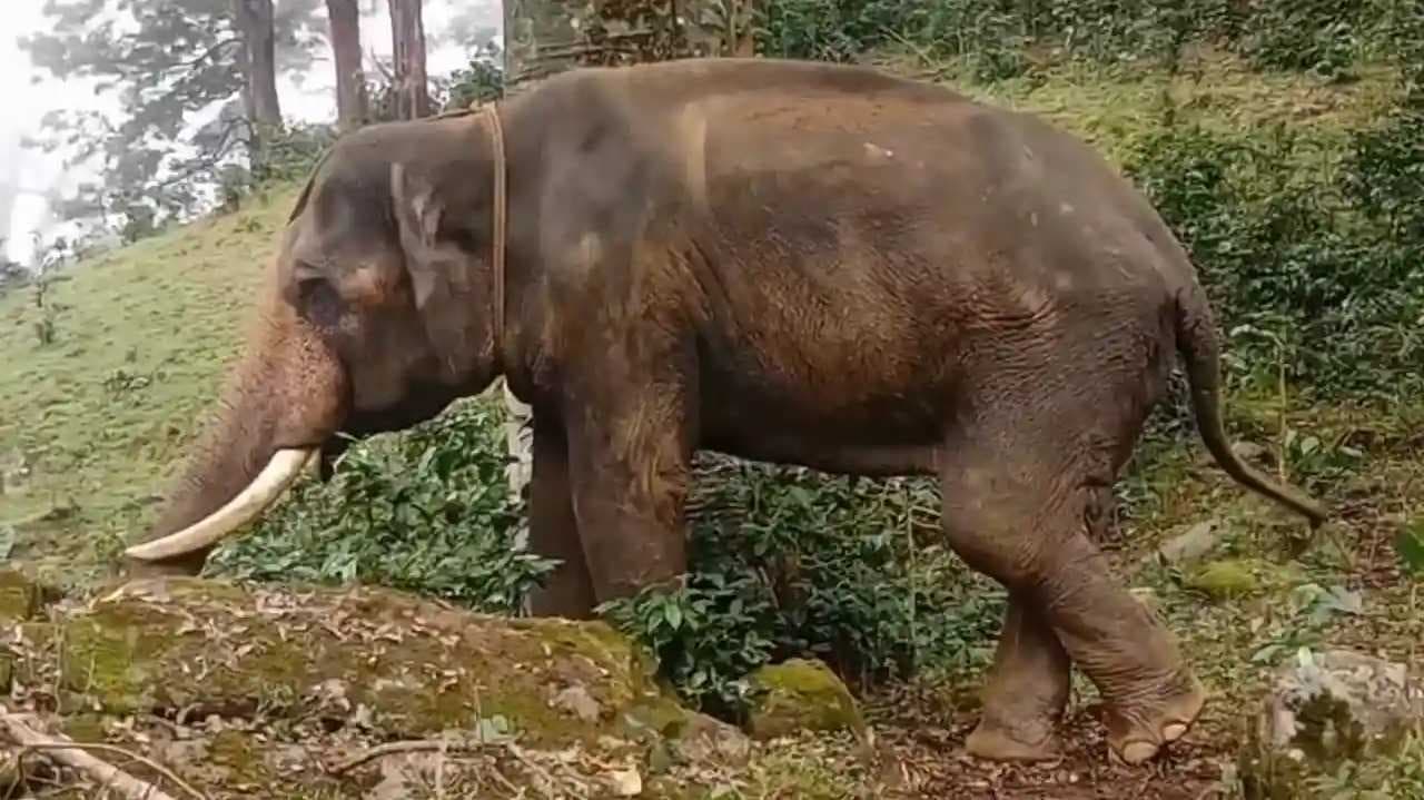 Elephant find