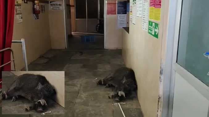 wild-boar