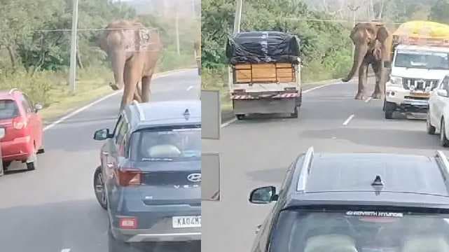 elphant