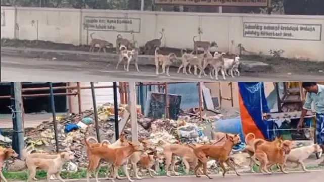 dog issue