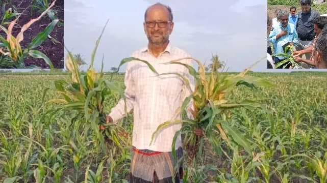 maize crops