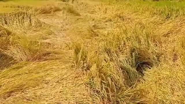 trr paddy damage