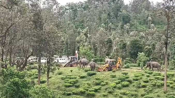 NIL killer elephant caught