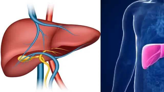 liver