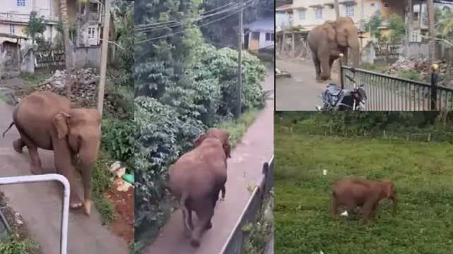 Magna wild elephant