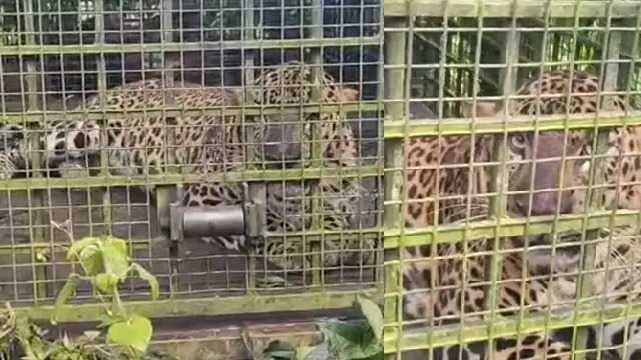 tiger