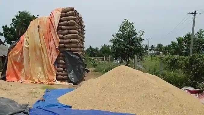 TNJ Paddy issue