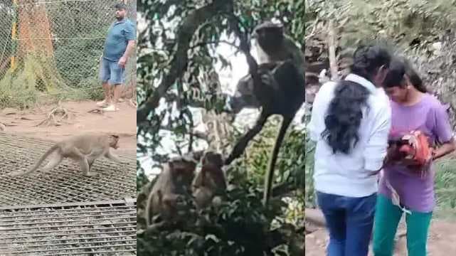 monkey issue