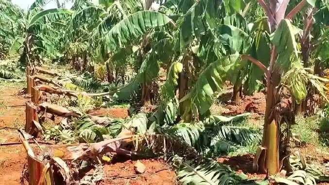 THN Banana tree damaged
