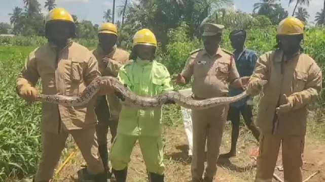 10-foot-long python