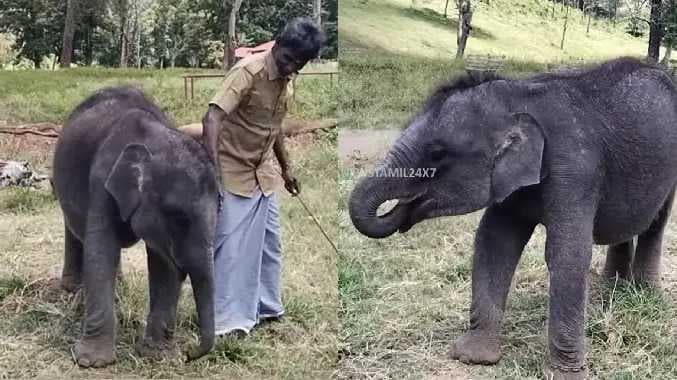 baby elephant