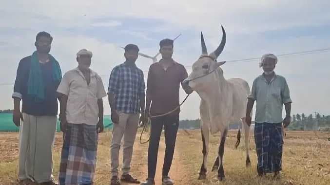 TPR Kangeyam kaalai