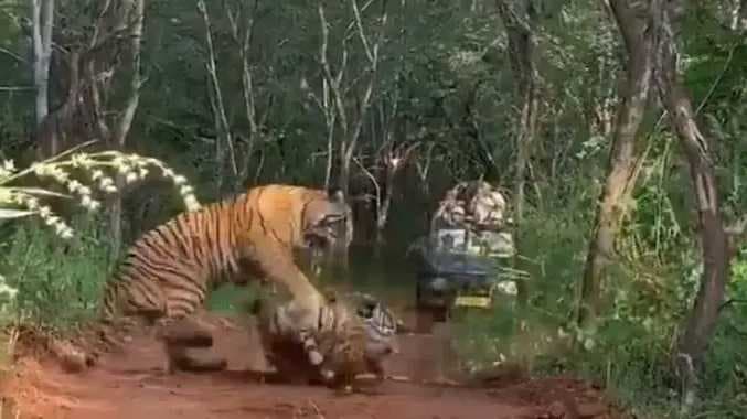 Animal fight