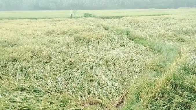 THN Heavy rain paddy field damaged