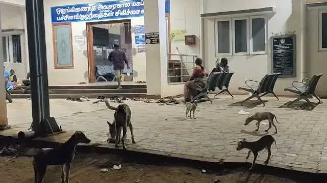 dog