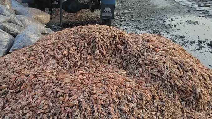 Kasimedu prawn