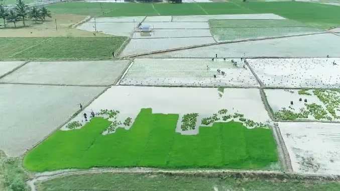 TNJ Paddy