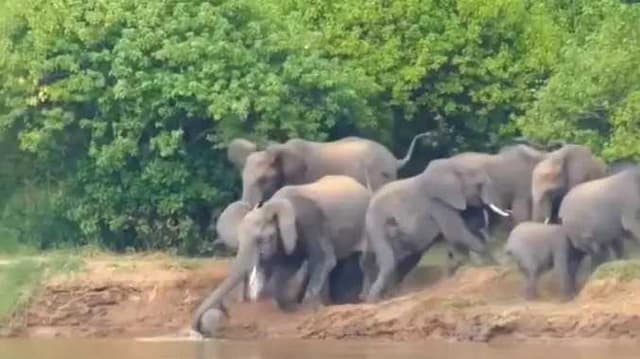 Sri lanka elephant news