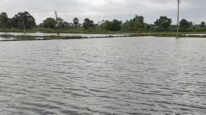 NGP Thalavadi paddy