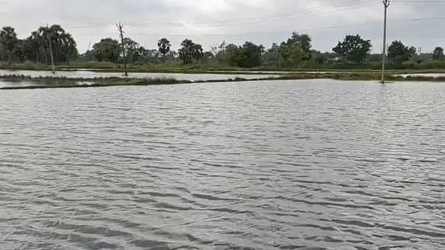 NGP Thalavadi paddy