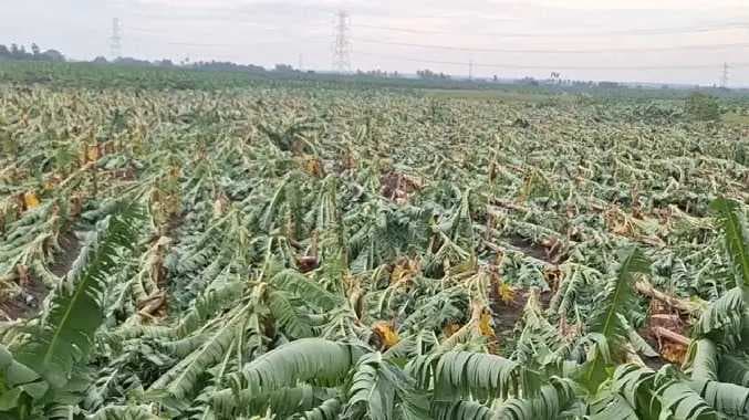 TNL Banana tree damaged