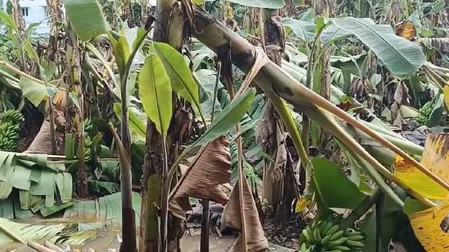 MYD Banana tree damaged